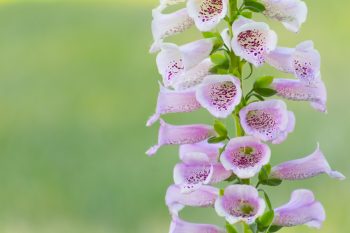 Foxglove | Foxglove Tips and Tricks | Foxglove Care | How to Grow Foxglove | Plant Encyclopedia | Plant Encyclopedia: Foxglove