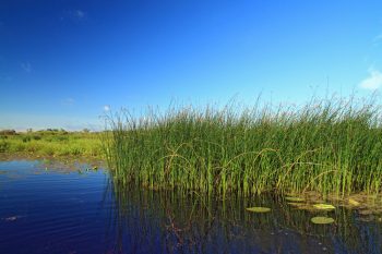 Wetland Plants | How to Care for Wetland Plants | Tips and Tricks for Wetland Plants | How to Incorporate Wetland Plants into Your Landscape | Wetland Plants Landscape 