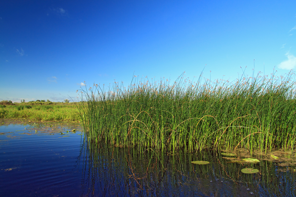 wetland-plants-how-to-use-them-in-your-landscape-bless-my-weeds