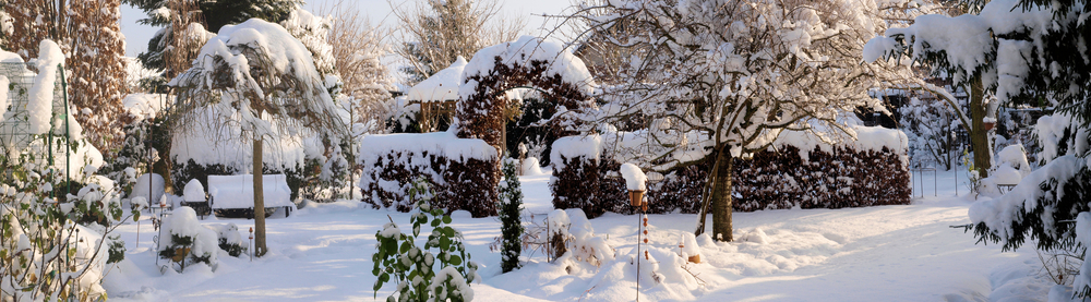 Gardening Tips for the Month of January ~ Bless My Weeds