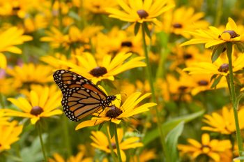 Wildflowers | Wildflowers for your Yard | Wildflowers for Butterflies | Wildflowers to Attract Butterflies | Wildflowers Tips and Tricks | How to Care for Wildflowers