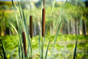 Wetland Plants | How to Care for Wetland Plants | Tips and Tricks for Wetland Plants | How to Incorporate Wetland Plants into Your Landscape | Wetland Plants Landscape 