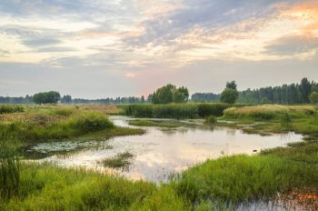 Wetland Plants | How to Care for Wetland Plants | Tips and Tricks for Wetland Plants | How to Incorporate Wetland Plants into Your Landscape | Wetland Plants Landscape 