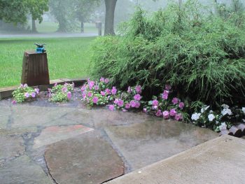 Rain Garden | DIY Rain Garden | Build Your Own Rain Garden | Rain Garden Tutorial | How to Build a Rain Garden | Rain Garden Tips and Tricks