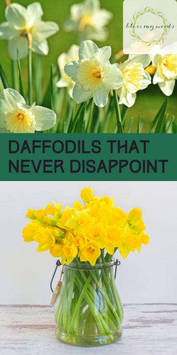 Daffodils | Daffodil Flowers | Daffodil Flower Garden | Flower Garden | Daffodil Flowers | Flowers for the Garden 