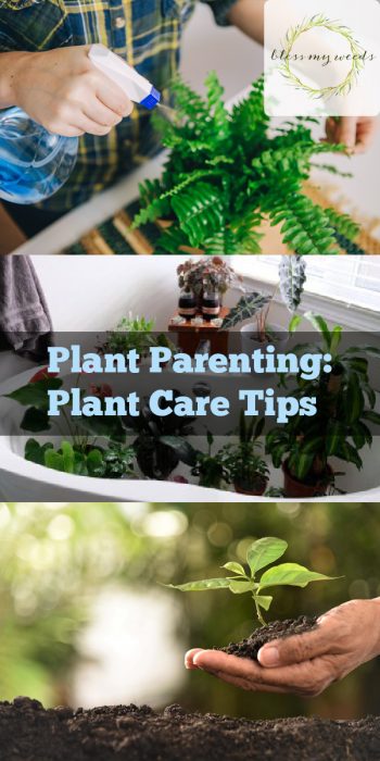 Plant Parenting | Plant Care Tips and Tricks | Plant Parenting Tips and Tricks | Plant Care Tips | Plant Care | Plants 
