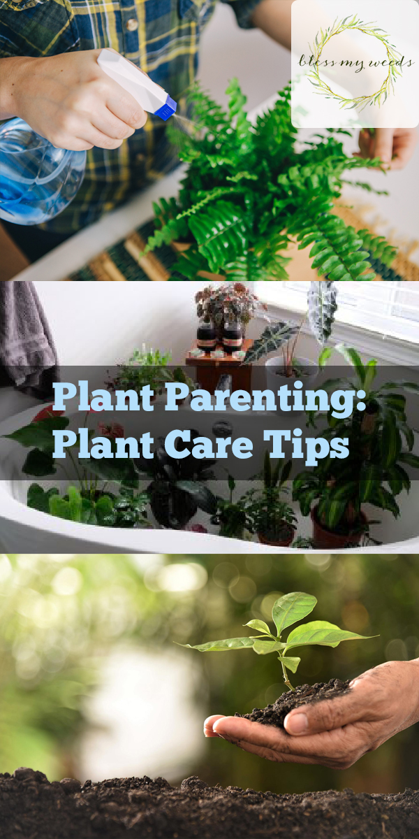 Plant Parenting: Plant Care Tips ~ Bless My Weeds