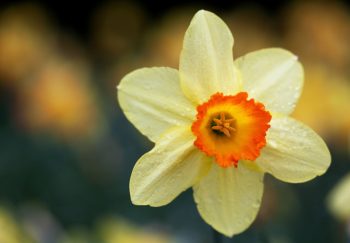 Daffodils | Daffodil Flowers | Daffodil Flower Garden | Flower Garden | Daffodil Flowers | Flowers for the Garden 