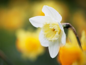 Daffodils | Daffodil Flowers | Daffodil Flower Garden | Flower Garden | Daffodil Flowers | Flowers for the Garden 