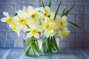 Daffodils | Daffodil Flowers | Daffodil Flower Garden | Flower Garden | Daffodil Flowers | Flowers for the Garden 