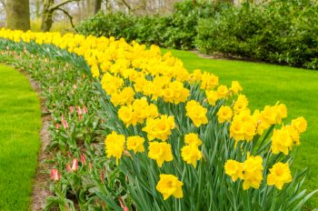 Daffodils | Daffodil Flowers | Daffodil Flower Garden | Flower Garden | Daffodil Flowers | Flowers for the Garden 