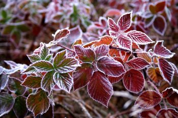 Predict Frost | How to Predict Frost | Learn How to Predict Frost | Prevent Frost | Keep Your Plants Out of the Frost | How to Prevent Frost