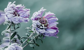 Predict Frost | How to Predict Frost | Learn How to Predict Frost | Prevent Frost | Keep Your Plants Out of the Frost | How to Prevent Frost