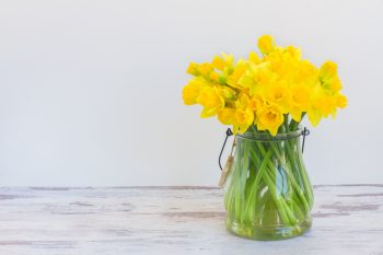 Daffodils | Daffodil Flowers | Daffodil Flower Garden | Flower Garden | Daffodil Flowers | Flowers for the Garden 