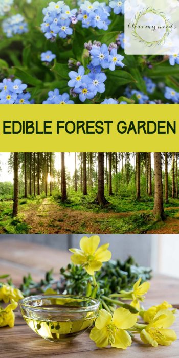 Edible Forest Garden ~ Bless My Weeds