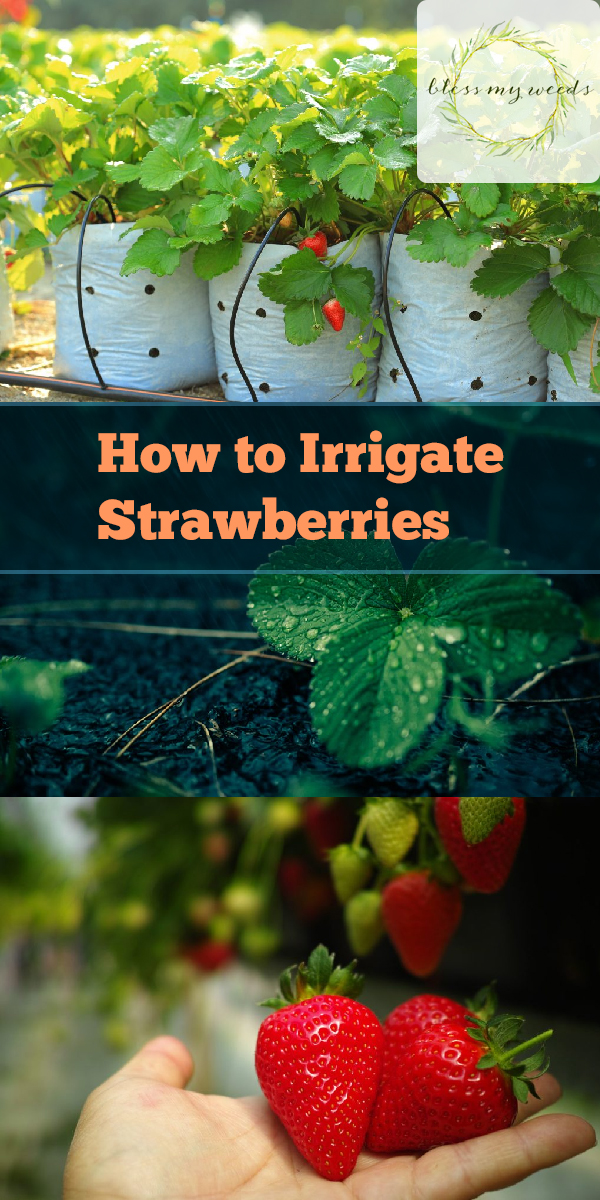 How to Irrigate Strawberries ~ Bless My Weeds