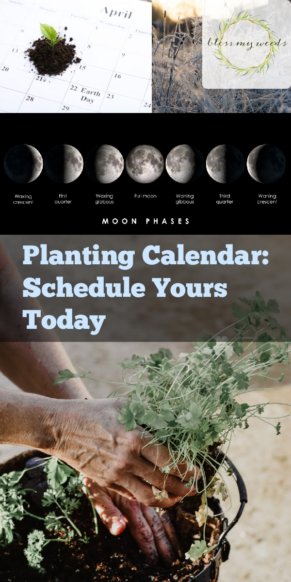 planting calendar | gardening | flower beds | garden beds | harvest