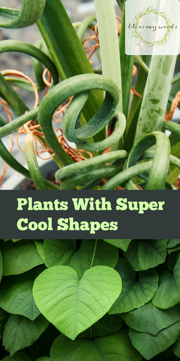 plants with super cool shapes | plants | cool shapes | decor | plant shapes | fun plants 