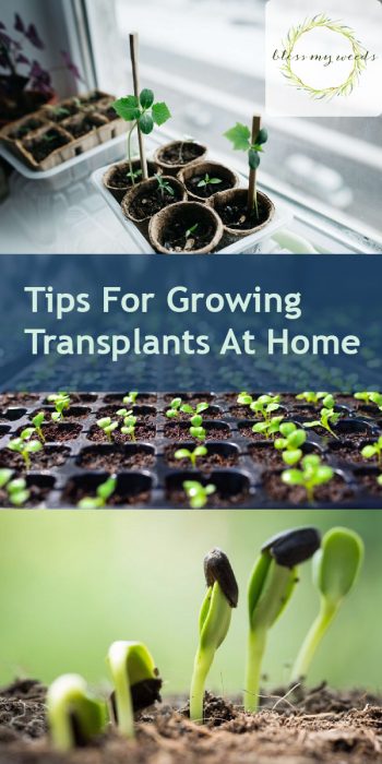 Growing Transplants | Growing Transplants at Home | Tips and Tricks for Growing Transplants | Ideas for Growing Transplants | Tips to Successfully Grow Transplants | Learn How to Grow Transplants