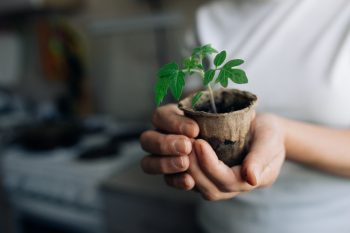 Growing Transplants | Growing Transplants at Home | Tips and Tricks for Growing Transplants | Ideas for Growing Transplants | Tips to Successfully Grow Transplants | Learn How to Grow Transplants