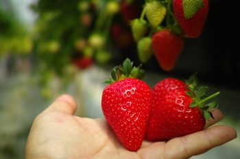 Learn How to Irrigate Strawberries | Irrigate Strawberries | Tips and Tricks to Irrigate Strawberries | Strawberries | Strawberry Care | Strawberry Care Tips and Tricks