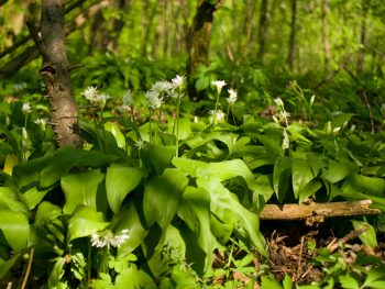 edible forest garden | edible plants | plants | forest | edible | garden 