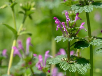 edible forest garden | edible plants | plants | forest | edible | garden 