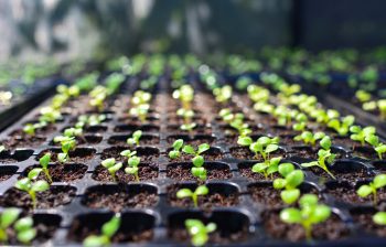 Growing Transplants | Growing Transplants at Home | Tips and Tricks for Growing Transplants | Ideas for Growing Transplants | Tips to Successfully Grow Transplants | Learn How to Grow Transplants