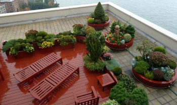 rooftop gardening | rooftop gardening tips | rooftop garden | garden | rooftop | gardening | tips and tricks | gardening tips 