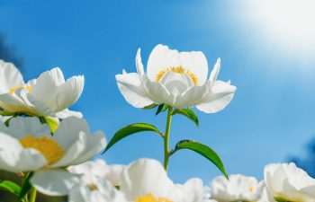 sun loving flowers | flowers | sun | flower | flower bed | sunny | garden 