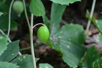 edible forest garden | edible plants | plants | forest | edible | garden 