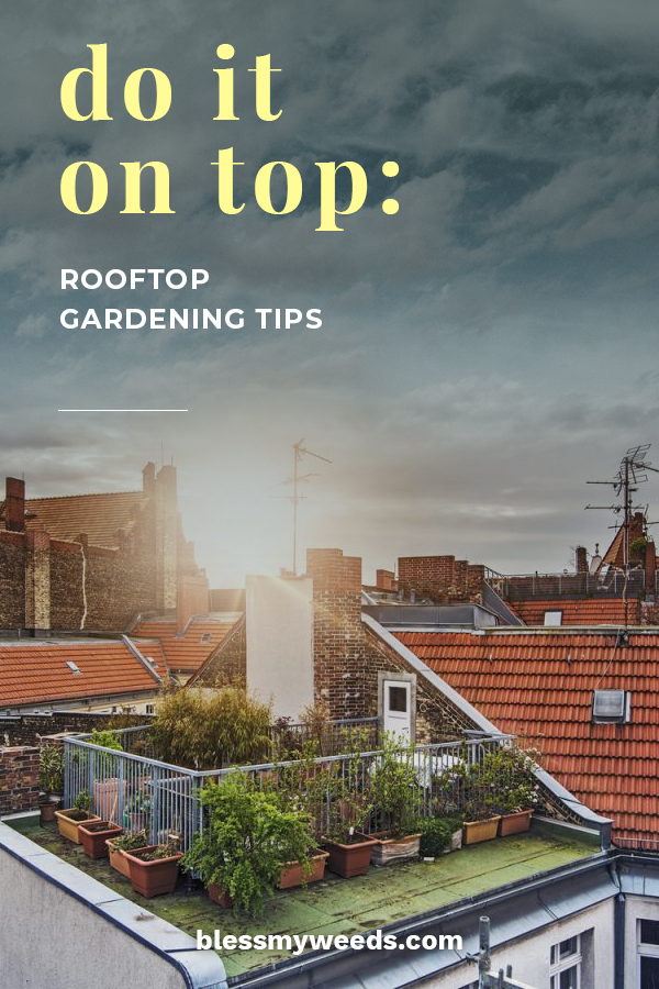 Do It On Top Rooftop Gardening Tips Bless My Weeds
