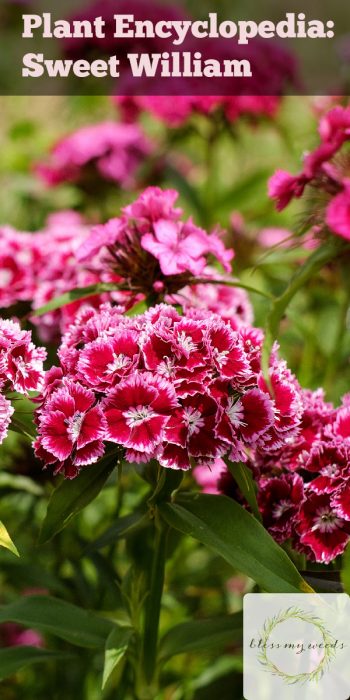 Plant Encyclopedia: Sweet William ~ Bless My Weeds