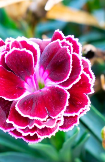 flowers | plant encyclopedia | sweet william | color | colorful flowers 