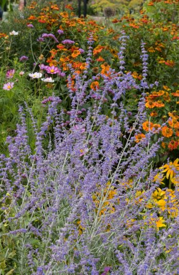 russian sage | plant encyclopedia | russian sage plant encyclopedia | plant | sage | flowers | plants | flower | garden | flower bed | sun | perennials 