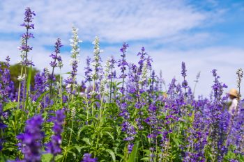 sun loving flowers | flowers | sun | flower | flower bed | sunny | garden 