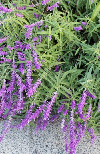 russian sage | plant encyclopedia | russian sage plant encyclopedia | plant | sage | flowers | plants | flower | garden | flower bed | sun | perennials 