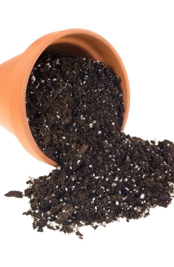 container gardening | soil essentials | soil essentials for container gardening | soil | gardening | garden | container 