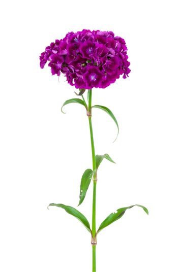 flowers | plant encyclopedia | sweet william | color | colorful flowers 