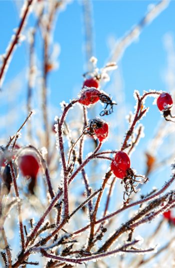 february gardening tips | february | gardening | garden | gardening tips | garden tips | tips and tricks | february gardening | winter gardening | winter 