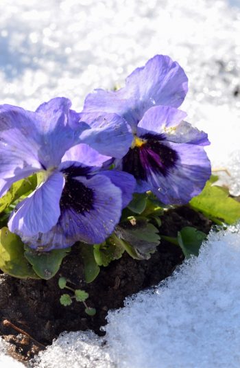 february gardening tips | february | gardening | garden | gardening tips | garden tips | tips and tricks | february gardening | winter gardening | winter 