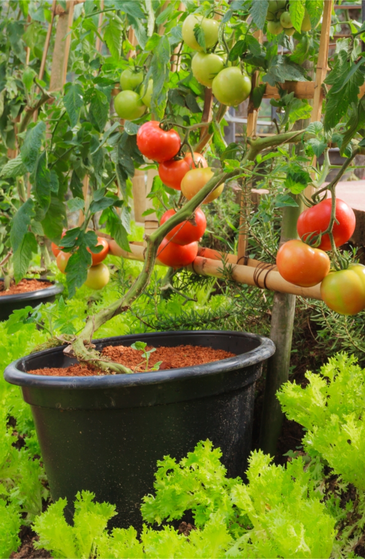 Soil Essentials For Container Gardening Bless My Weeds