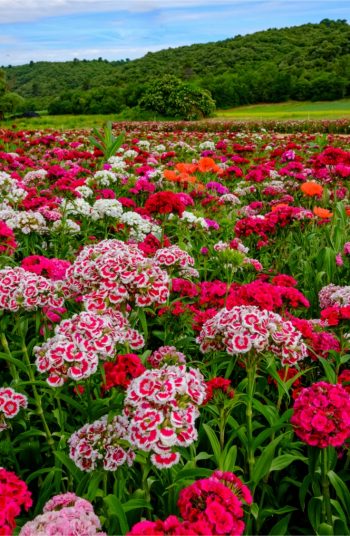 flowers | plant encyclopedia | sweet william | color | colorful flowers 