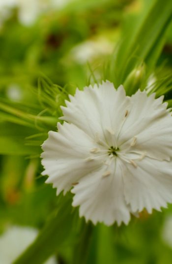 flowers | plant encyclopedia | sweet william | color | colorful flowers 