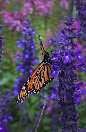 russian sage | plant encyclopedia | russian sage plant encyclopedia | plant | sage | flowers | plants | flower | garden | flower bed | sun | perennials 