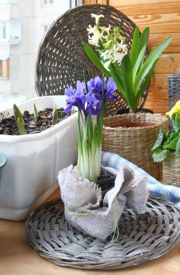 february gardening tips | february | gardening | garden | gardening tips | garden tips | tips and tricks | february gardening | winter gardening | winter 