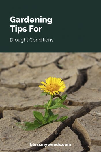 Gardening Tips For Drought Conditions ~ Bless My Weeds