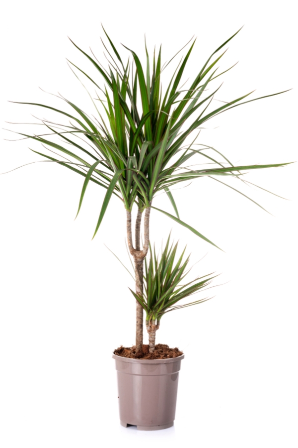 houseplants | low light houseplants | low light | indoor plants | plants | trees | indoor trees 