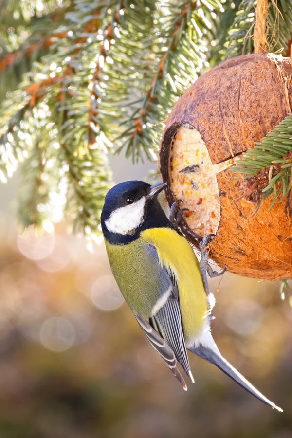 bird watching | birds | how to attract birds to your yard | attract birds to your yard | bird | bird feeder | bird bath | bird food | bird shelter 