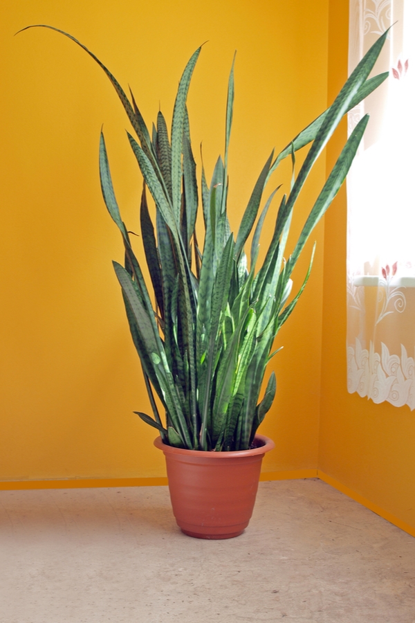 houseplants | low light houseplants | low light | indoor plants | plants | trees | indoor trees 